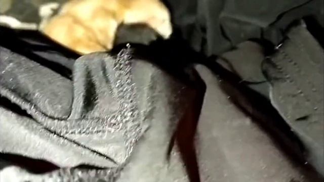 а у нас сегодня кошка родила вчера котят смотреть онлайн