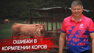 Какие ошибки чаще всего совершают при подборе рациона для коров? Кормление и рацион КРС.