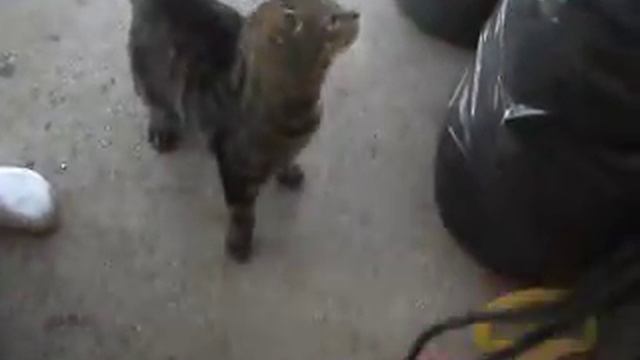 mina katter grålle och ranndi смотреть онлайн