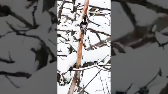 Зимой дятел на яблонях. Winter. Apple tree. A Woodpecker #short