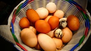 Первые яйца от породы  Welsummer