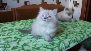 Невская маскарадная продаётся котёнок