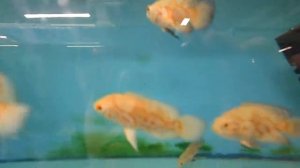 Astronotus ocellatus albino red