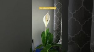 Спатифиллум Уоллиса.