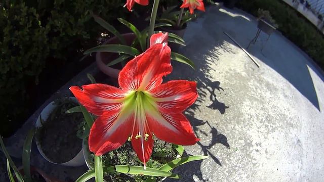 Fioritura Amaryllis Hippeastrum 2017 смотреть онлайн