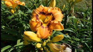 Лилейники в селекционном саду. Множество сортов. Лауциена 2020. Латвия.