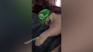 smesnie-koski-2023-i-drugie-jivotnie-10-minut-smexa