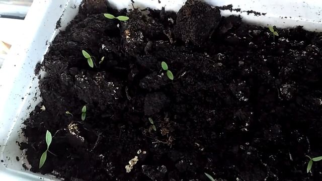 Выращиваем укроп и петрушку на балконе. Своя зелень