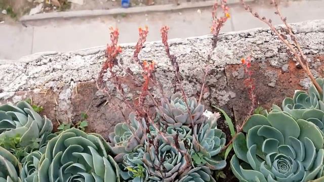 Seguimiento por 1 año de Suculentas Echeveria imbricata / Graptosedum bronze / Graptopetalum смотреть онлайн