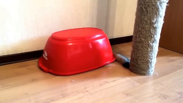 Милый плюшевый кот прячется смотреть онлайн