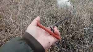 ВСЁ О ВЫПАСЕ КОЗ на цепях. Как правильно и можно ли пасти козу на цепи. Советы опытного козовода.