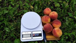 Персик "Гринсборо".