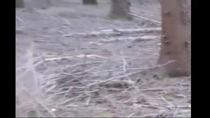 Антигравитационный жук Гребенникова в полёте