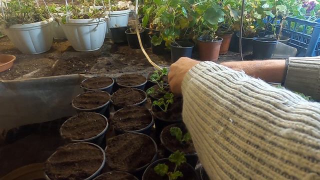 Пеларгония королевська.Розмноження живцями взимку. Підсумки. смотреть онлайн