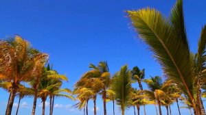 Футаж HD. Пальмы