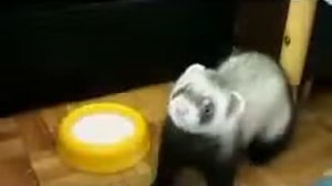 #Прикольный #домашний хорёк!