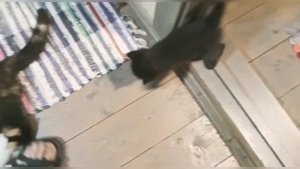 Кошка с любовью кусает своего котёнка | Кошка и котёнок