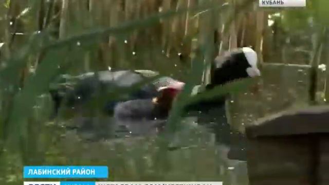 Во время рыбалки мужчину покусали 37 змей смотреть онлайн