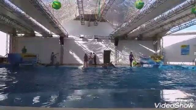 Мы посетили дельфинарий г.Анапы. Лето 2019 год. смотреть онлайн