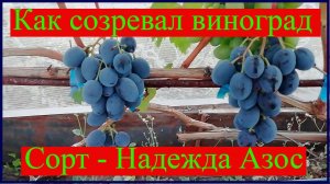 Поэтапное развитие винограда 2022 - Надежда Азос