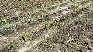 ПОСАДКА ПРОРОСШЕГО ПОДВОЯ АЛЫЧИ .