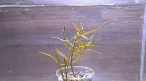 ЛЮДВИГИЯ БРЕВИПЕС ( Ludwigia brevipes )