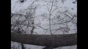 Деляна. Работа бензопилами в лесу. Уборка деляны. Зимняя валка леса. Терелевка леса на ЮМЗ