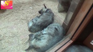 ЕДЕМ В ЗООПАРК 12 МЕСЯЦЕВ Кормим животных  We go to the Zoo 12 MONTHS fed animals