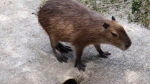 Капибара! Зоопарк Сказка, г. Ялта, Крым.