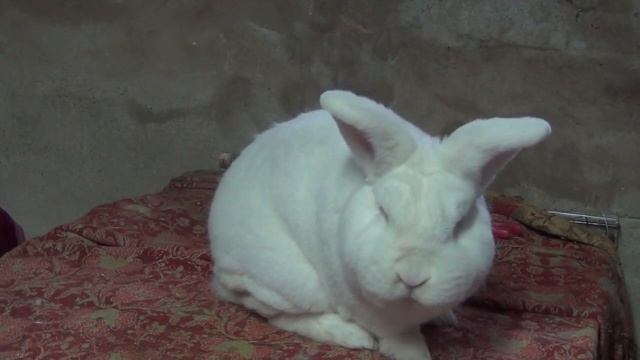 18+?⚡️?Мечта любого кроликовода?⚡️?!! Племенные кролики?? из Германии и Словакии!! Оценка 96.5?. смотреть онлайн