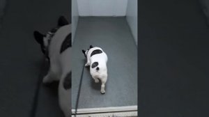 Французский бульдог Булька просится в туалет.