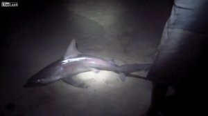 Ночная ловля акул