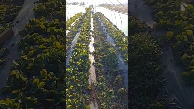 Балаганы для клубники со съёмным куполом. смотреть онлайн