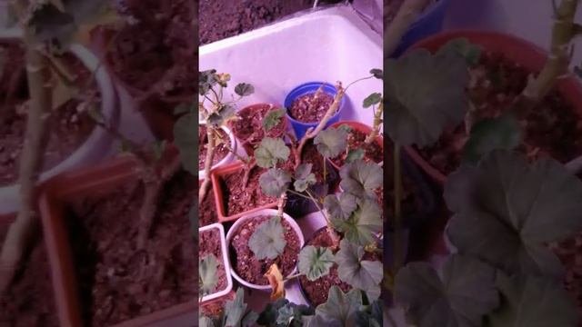 Дети подземелья. Содержание цветов в подполье.