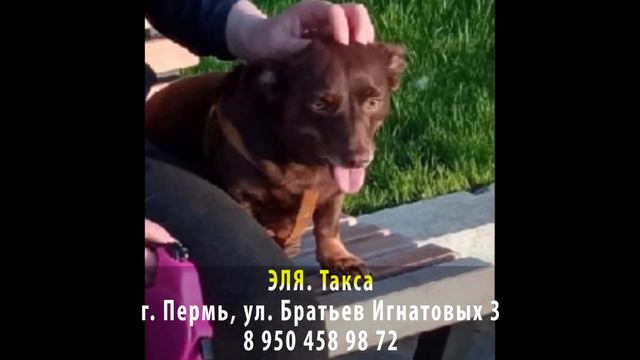Пропала собака! ЭЛЯ. Такса. г. Пермь, ул. братьев Игнатовых