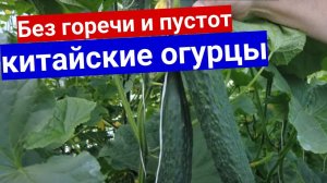 Огурцы, которые никогда не горчат и не бывает пустот - китайские, длинноплодные.