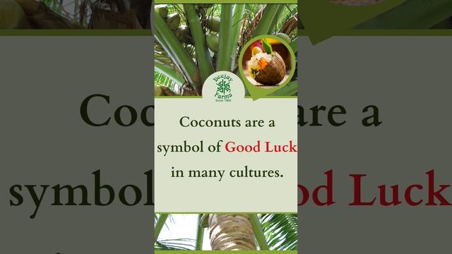 Coconuts are a symbol of Good Luck in many cultures. #dwarfcoconut #coconutfarming