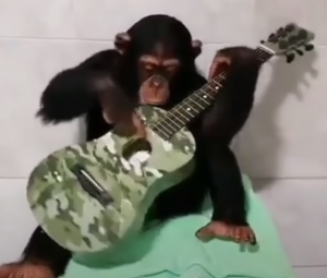 Смешные видео с обезьянами - Сборник смешных обезьян.