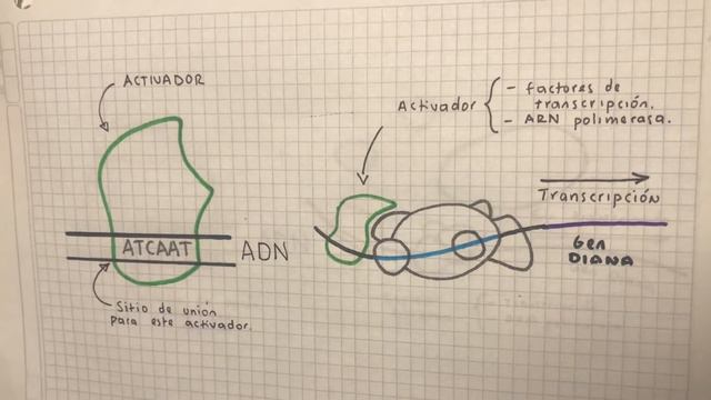 VIDEO FUND BIOLOG смотреть онлайн