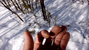 Орнитологическая Сеть .