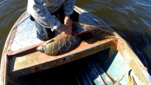 РЫБАЛКА СЕТЯМИ НА АМУРЕ. САЗАН, АМУР. БЕЛОРЫБИЦА