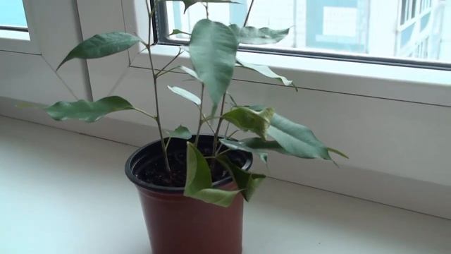 Фикус ночует в пакете. Реанимация фикуса. смотреть онлайн