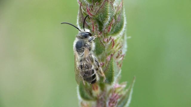 Melitta nigricans ♂ Melittidae-Hymenoptera) Suivi dortoir 2019 смотреть онлайн