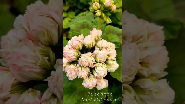 Fischers Appleblossom. Цветение в марте.