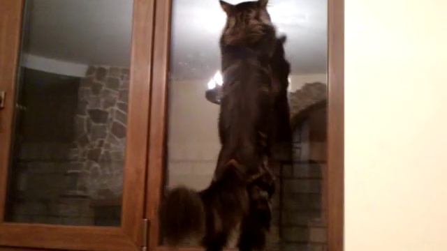 Maine coon roar :). Мейн кун рычит. Дамур. смотреть онлайн