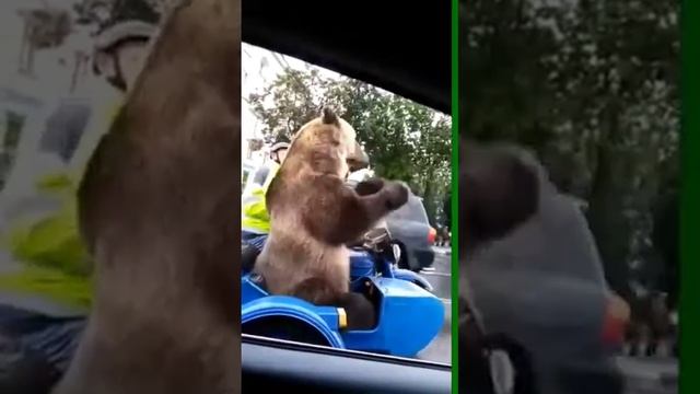 Дресированный медведь играет на трубе и показывает фак ю. смотреть онлайн