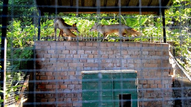 Лисы сходят с ума во львовском зоопарке смотреть онлайн