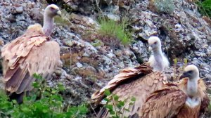 Птенцы белоголового сипа и полет над ущельем.