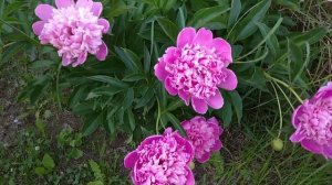 Пионы – посадка и уход, пересадка и удобрение. Цветущие пионы в саду