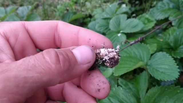 Как избавиться от личинок майского жука и медведки смотреть онлайн